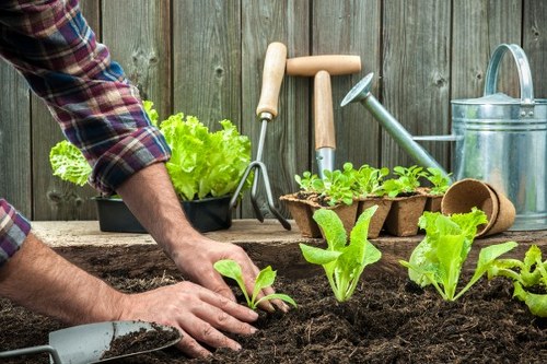 Local landscape gardeners improving a West London outdoor space