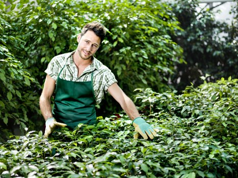 Seasonal lawn treatment and aeration for a shaded West London garden